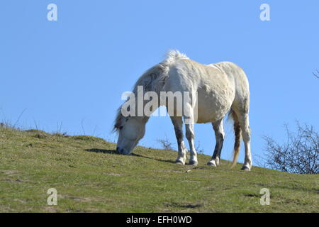 Bianco cavallo selvatico, Foto Stock