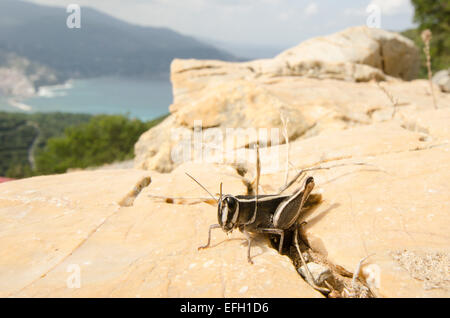Grasshopper su roccia sulla collina sopra la città di Skopelos, Skopelos, isola greca. Foto Stock