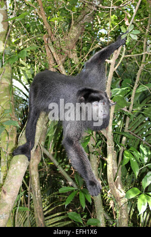 Nero dello Yucatan scimmia urlatrice Alouatta pigra Foto Stock