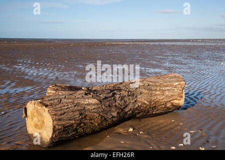 Southport, Merseyside, 4 febbraio, 2015 UK Meteo. Spiaggia Ainsdale disseminato di crostacei, stelle marine e conchiglie dopo la recente tempesta vigore venti dal mare d'Irlanda. Le spiagge intorno a Merseyside hanno ricoperto di strame marino portato dal blustery venti di nord-ovest che sconvolse il litorale, raggiungendo a volte in eccesso di 30 nodi. Mentre tali eventi sono un fenomeno naturale di 1,7 m di alta marea accoppiato con il forte vento onshore fornito straordinarie condizioni di deposito di oggetti di grandi dimensioni sul litorale. Credito: Mar fotografico/Alamy Live News Foto Stock