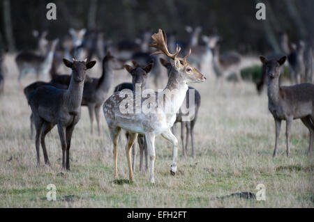 Maschio di daini con cerve Foto Stock