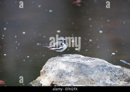 Un bianco-browed wagtail appollaiato sulla roccia Foto Stock