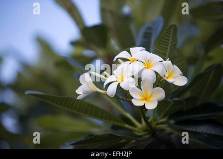 Il Frangipani blossum (Plumeria) in Koh Lantha. Krabi. Thailandia. Asia. Il nome comune per la Plumeria fiore. Non ne hanno Foto Stock