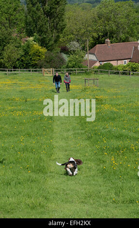 L'estremità posteriore di un bassett hound cucciolo difficile correre verso il basso un campo per salutare i suoi proprietari, uomo e donna, camminare verso di lui, Berkshire, Foto Stock