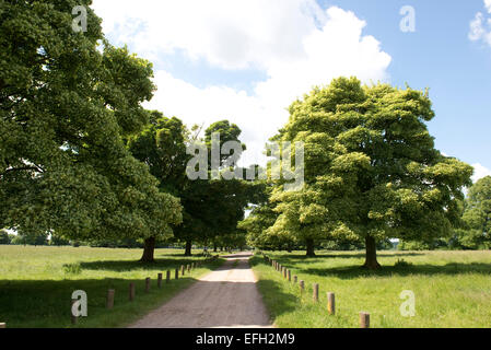 Un viale di aceri di giovani foglie e frutta formando un viale a Hungerford comune su una bella giornata estiva, Berkshire, Giugno Foto Stock