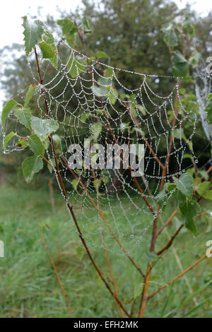 Web di Orb-web spider con goccioline di acqua in una nebbiosa mattina autunnale sui rami di una giovane argento betulla, Berkshire, Foto Stock