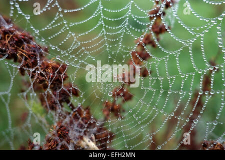 Web di Orb-web spider con goccioline di acqua in una nebbiosa mattina autunnale sul seedhead di un impianto di dock, Berkshire, Settembre Foto Stock