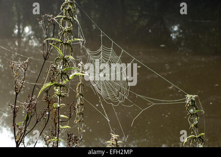 Web di Orb-web spider con goccioline di acqua su un autunno mattina accanto al Kennet and Avon Canal Berkshire, Settembre Foto Stock