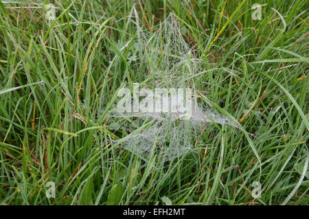 Il web di un ragno di caccia, Lycosidae, con gocce di rugiada e costruita tra l'erba in una nebbiosa mattina autunnale, Berkshire, sep Foto Stock