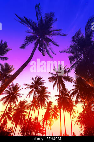 Palme sagome sulla spiaggia tropicale al tramonto. Foto Stock
