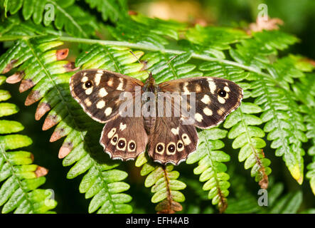 Un primo piano o una macro di una farfalla di legno con speckled (Pararge aegeria), Inghilterra, Regno Unito Foto Stock