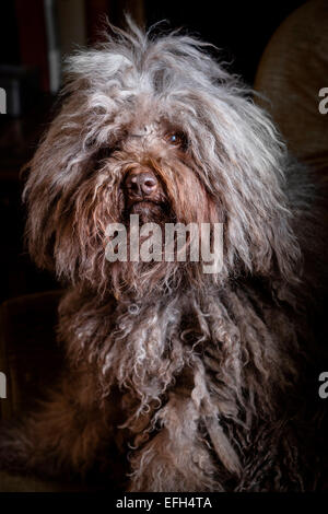 Ritratto di capelli lunghi acqua ungherese cane (puli) Foto Stock