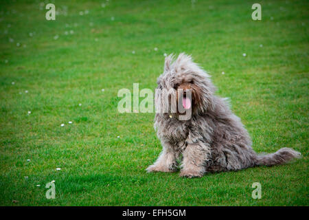 Capelli lunghi acqua ungherese cane (puli) seduto sull'erba Foto Stock