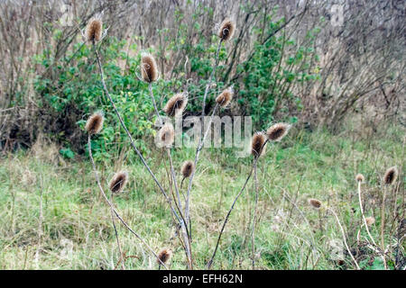 Thistle secco nel campo sminuisce l'autunno e l'inverno. Foto Stock