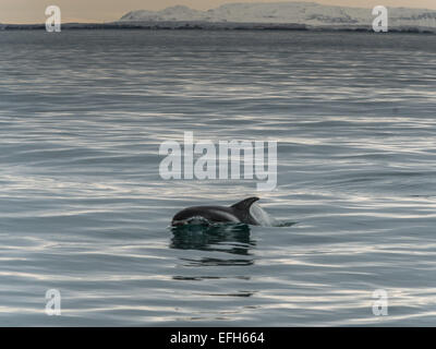 Dal becco bianco dolphin [Lagenorhynchus albirostris] nel ghiaccio freddo, acque blu del Kolgrafafjorour, Grundarfjordur Foto Stock