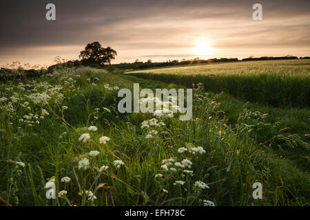 Un inizio di estate siepe di mucca prezzemolo ed erbe accanto a un paese verde via e il campo di maturazione orzo vicino al tramonto nel Northamptonshire, Inghilterra Foto Stock