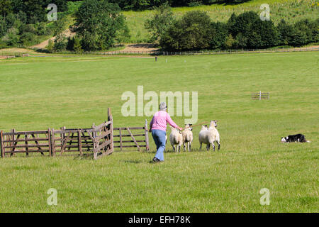 Pastore e sheepdog imbrancandosi pecore verso la penna a sheepdog prove Foto Stock