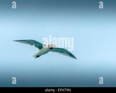 Glaucous gull [Larus hyperboreus] è un grande gabbiano che razze nelle regioni artiche dell'Emisfero Settentrionale Foto Stock