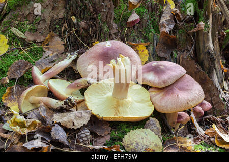 Prugne e crema di funghi Foto Stock