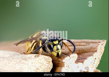 Primo piano della comune vespa Vespula vulgaris faccia su macro della comune vespa Vespula vulgaris Foto Stock