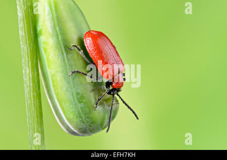 Lily beetle sulla testa di serpenti fritillary pod di sementi Foto Stock