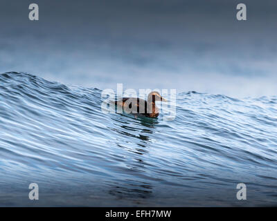 Eider comune, equitazione il surf nelle fredde acque del vicino Kolgrafafjorour Grundarfjordur, Western Islanda. Foto Stock
