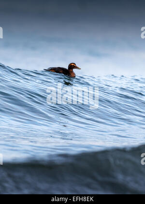 Eider comune, equitazione il surf nelle fredde acque del vicino Kolgrafafjorour Grundarfjordur, Western Islanda. Foto Stock