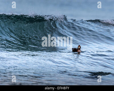 Eider comune, equitazione il surf nelle fredde acque del vicino Kolgrafafjorour Grundarfjordur, Western Islanda. Foto Stock