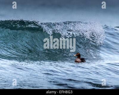 Eider comune, equitazione il surf nelle fredde acque del vicino Kolgrafafjorour Grundarfjordur, Western Islanda. Foto Stock