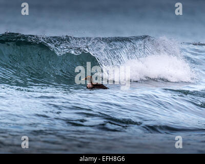 Eider comune, equitazione il surf nelle fredde acque del vicino Kolgrafafjorour Grundarfjordur, Western Islanda. Foto Stock