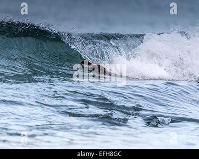 Eider comune, equitazione il surf nelle fredde acque del vicino Kolgrafafjorour Grundarfjordur, Western Islanda. Foto Stock