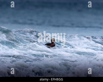 Eider comune, equitazione il surf nelle fredde acque del vicino Kolgrafafjorour Grundarfjordur, Western Islanda. Foto Stock