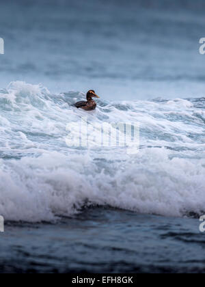 Eider comune, equitazione il surf nelle fredde acque del vicino Kolgrafafjorour Grundarfjordur, Western Islanda. Foto Stock