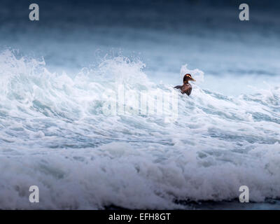 Eider comune, equitazione il surf nelle fredde acque del vicino Kolgrafafjorour Grundarfjordur, Western Islanda. Foto Stock