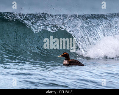 Eider comune, equitazione il surf nelle fredde acque del vicino Kolgrafafjorour Grundarfjordur, Western Islanda. Foto Stock