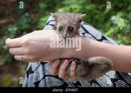 Un Civet cat a Bali Foto Stock