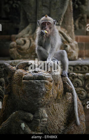 Una scimmia macaco in Ubud, Bali, Indonesia Foto Stock