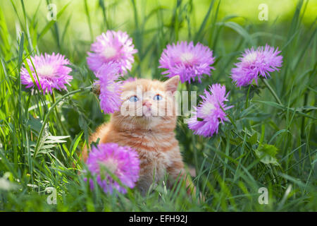 Poco carino gattino seduto in fiori nel giardino Foto Stock