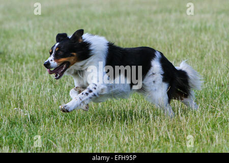 Border Collie in esecuzione mentre imbrancandosi di sheep dog prove Foto Stock