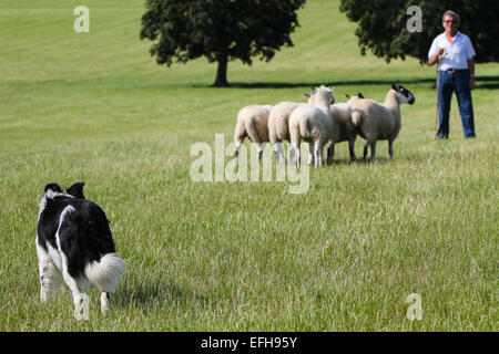 Sheepdog in attesa di istruzioni dal pastore durante sheepdog trial Foto Stock