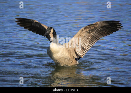 Canada Goose stretching le sue ali Foto Stock