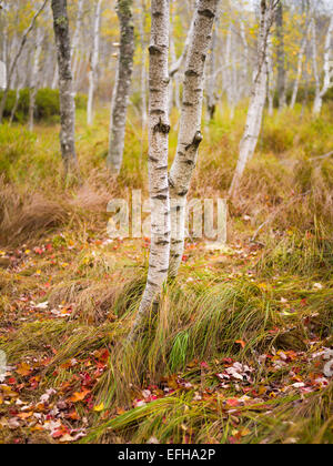 Boschi, Sieur de Monts, il Parco Nazionale di Acadia, Maine, Stati Uniti d'America Foto Stock