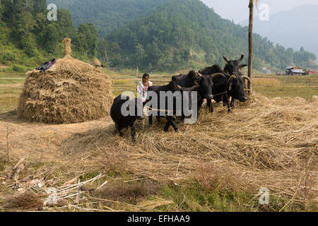 La trebbiatura del riso con mucche, in una valle sulla Royal Trek, vicino a Pokhara, Nepal Foto Stock