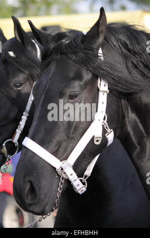 Ritratto di un nero cavallo frisone Foto Stock