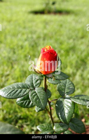 Primo piano di una bella rosa rossa con sfumature giallo Foto Stock