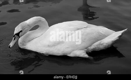 Foto di un bellissimo cigno bianco nello stagno Foto Stock