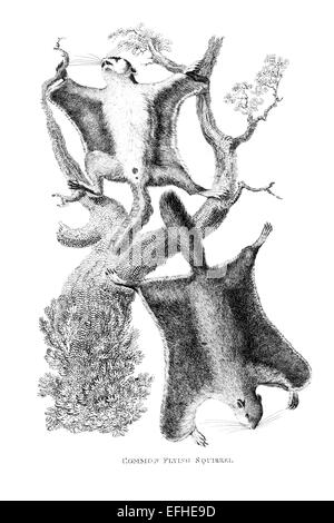 Incisione in stile vittoriano di uno scoiattolo battenti. Restaurata digitalmente immagine da una metà del XIX secolo enciclopedia. Foto Stock