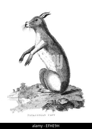 Restaurata digitalmente immagine da una metà del XIX secolo enciclopedia. Foto Stock