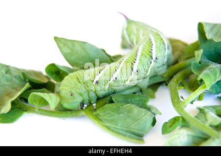 Chiudere verde caterpillar mangiare le foglie di pomodoro isolato su sfondo bianco Foto Stock