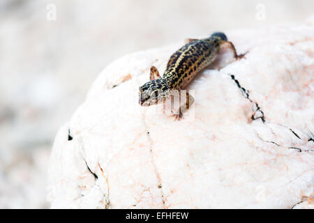 Leopard Gecko lizard sulle rocce Foto Stock